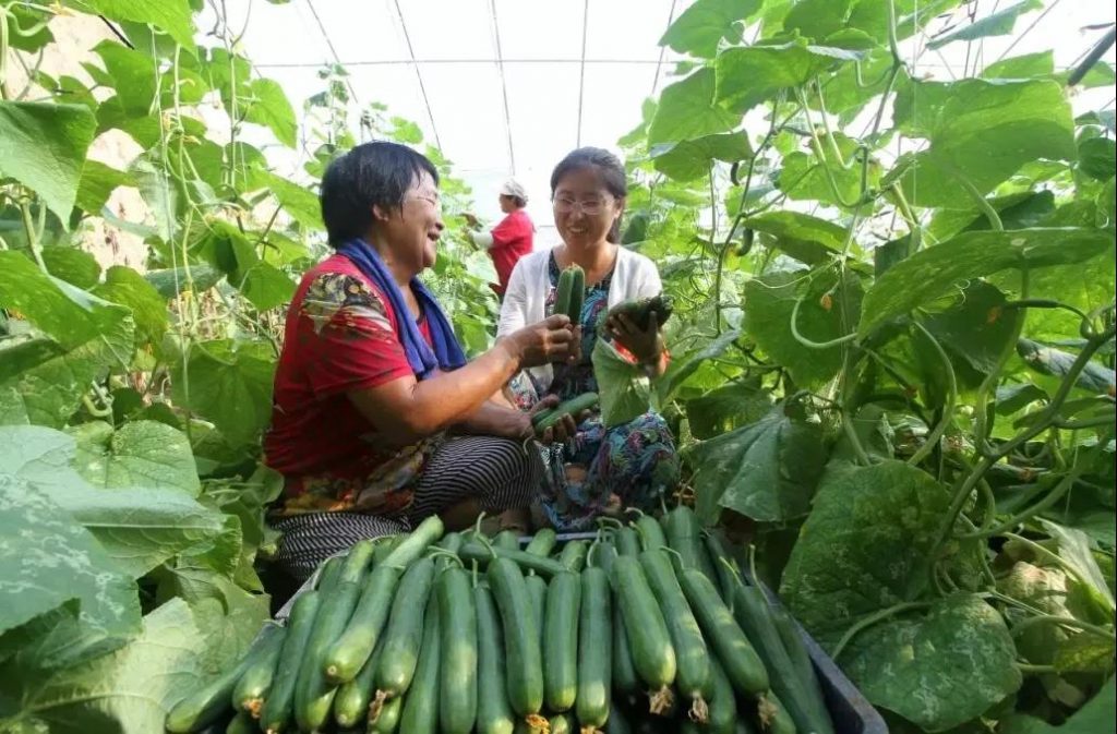 永年蔬菜：以转型升级促农民增收趣向馆